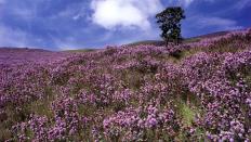 Neelakurinjhi in Munnar
